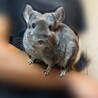 チンチラ バイオレットエボニー メス 2歳 サムネイル3