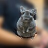 チンチラ バイオレットエボニー メス 2歳 サムネイル4