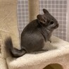 チンチラ バイオレットエボニー メス 2歳 サムネイル5