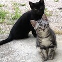 当敷地に住み着いた子猫2匹います。