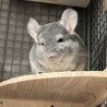 チンチラ ブルーダイヤモンド 2歳 サムネイル2