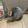 チンチラ ブルーダイヤモンド 2歳 サムネイル4