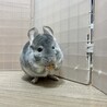チンチラ ブルーダイヤモンド 2歳 サムネイル5
