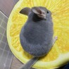 チンチラ ブルーダイヤモンド 2歳 サムネイル6