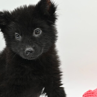 ふわふわミチェルくん！