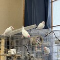６月生まれの手乗り白文鳥ひな残り1羽です。