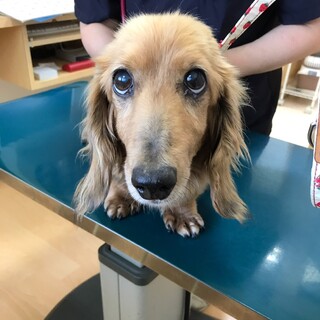 大きめダックスの男の子ポゲータ君