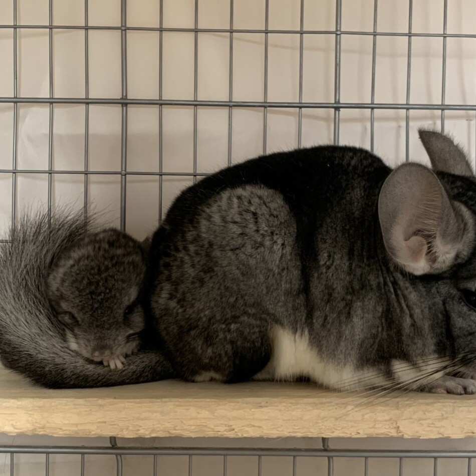 もなかのカバー写真