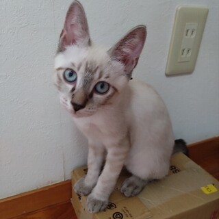 元気な６兄妹のネイビーちゃん