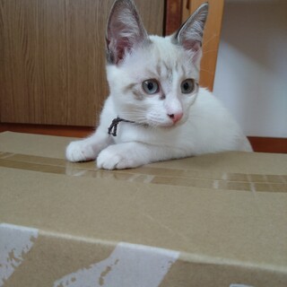 元気な６兄妹のブラウンちゃん