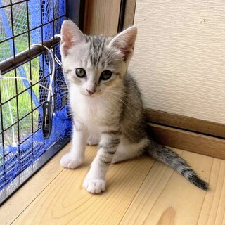 甘えん坊5兄弟の　ブルーくん