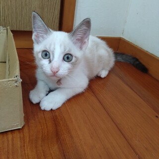 元気な６兄妹の桃色ちゃん