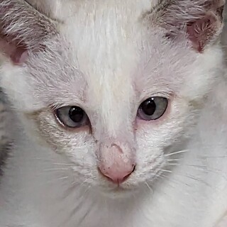 家族になりたい