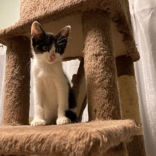 黒白子猫　アシタカくん　推定23.5月中旬生まれ