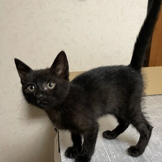 里親決定しました