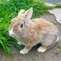 元気いっぱい♪うさぎのそよ風ちゃん