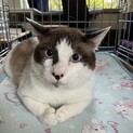 呼べばにゃーとかわいい返事のラキちゃん