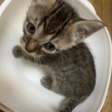 離乳したばかりの子猫たち