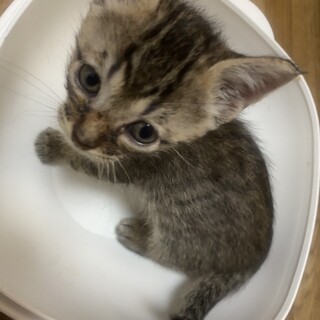 離乳したばかりの子猫たち