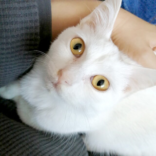 人馴れ抜群★マイペースな女の子