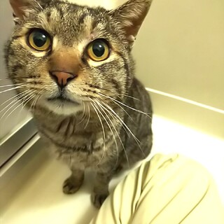 福を呼ぶ♥️まんまる丸顔の福之助