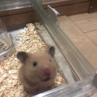 かわいいハムスターです