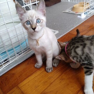 元気な６兄妹のベージュちゃん