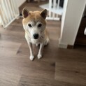 おっとり可愛い柴犬『ソメイヨシノ』ちゃん