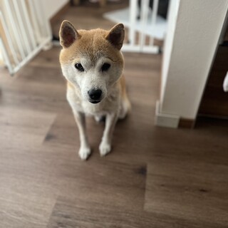 おっとり可愛い柴犬『ソメイヨシノ』ちゃん