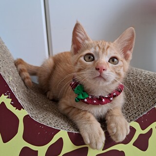 ちゃいこ（生後約2ヶ月）