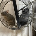 デグー　オスメスペア