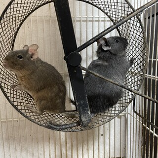 デグー　オスメスペア