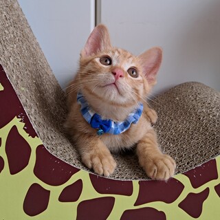 ちゃちゃまる（生後約2ヶ月）