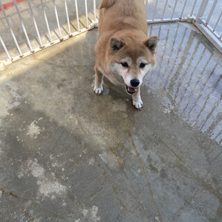 柴犬