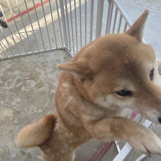 柴犬