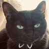 黒猫るんるん さん