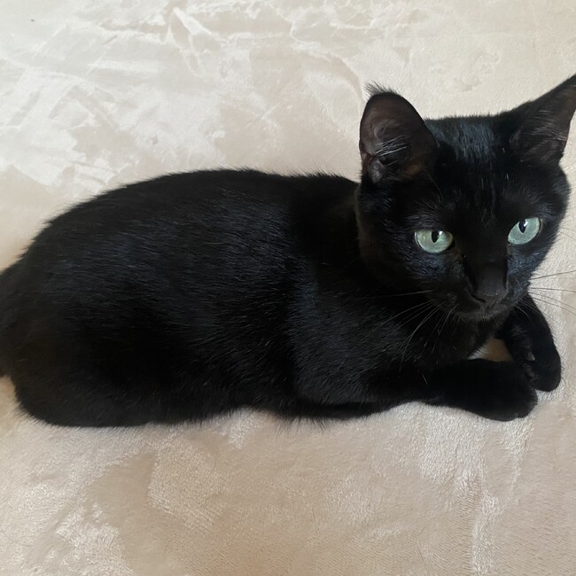 黒猫るんるんのカバー写真