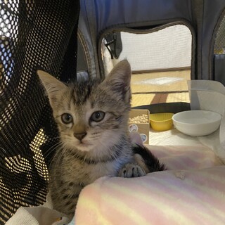 2ヶ月のかわいい子猫ちゃんの里親募集中