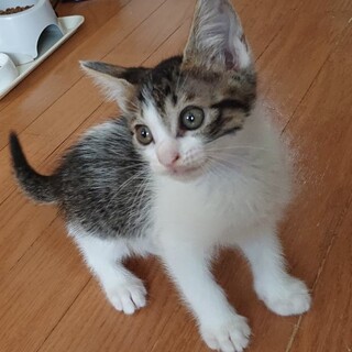 元気でやんちゃ　2ヶ月4匹兄弟　　　1/4