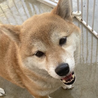 柴犬ほしちゃん(仮名)