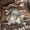 雑種のオスとメスの子猫
