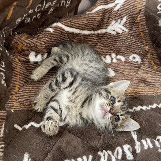 雑種のオスとメスの子猫