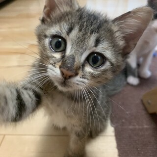 ありがとうございました★可愛いキジ虎ツヅリくん