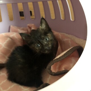 ありがとうございました★黒サビ　メルちゃん