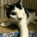 ハンディ: 片目だけど元気いっぱい！豆福1歳半