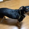 賢く忠実なジン君 サムネイル2