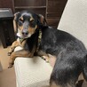 賢く忠実なジン君 サムネイル4
