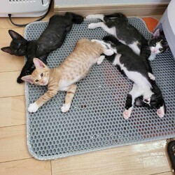 in春日井市☆続・何と子猫が５０匹～の超子猫大祭！☆2023年7月8日（土）～ ちーむ にゃいんず