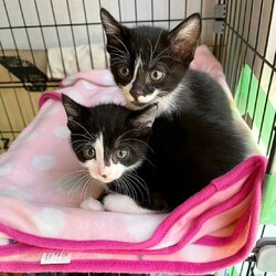 in瀬戸市☆続・何と子猫が５０匹～の超子猫大祭！☆2023年7月9日（日）～ ちーむ にゃいんず