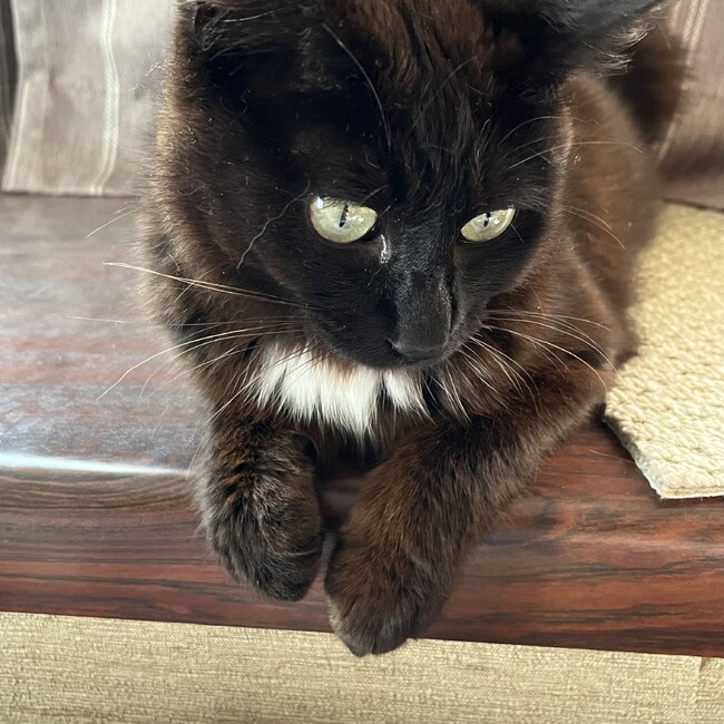 ねねちゅんのカバー写真